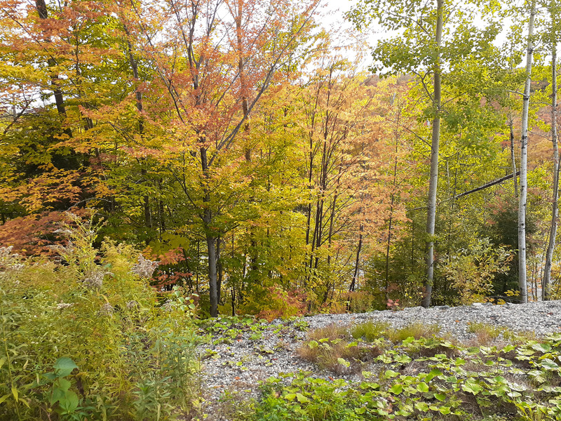 Eastern Townships Trip Farnham Forest